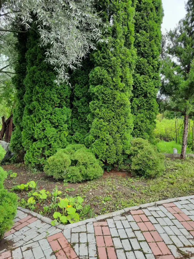 4 Медведева